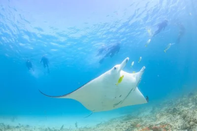 Vive la emoción de nadar con mantarrayas en ningaloo reef, haz snorkel en jardines de coral, avista tortugas y disfruta de un almuerzo a bordo. incluye traslado y guía local.
