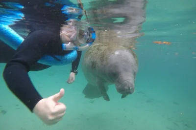 Nagez avec les lamantins à crystal river lors d’une sortie en petit groupe, guidée par un capitaine local qui prend des photos pendant le snorkeling. combinaison, équipement et boissons chaudes i