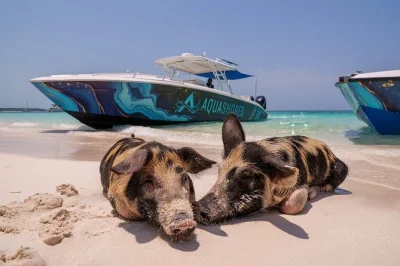 Swim with pigs at rose island, snorkel colorful reefs, and relax with a local lunch and welcome drink. includes all gear, kayaks, paddle boards, and beach time.