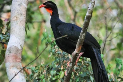 Step off your cruise & into guatemala’s los tarrales reserve for a private birdwatching tour with port pickup, expert guide, and peaceful forest trails.