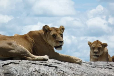Scopri gli elefanti di tarangire, la fauna del cratere di ngorongoro e soggiorna in accoglienti lodge. safari privato in jeep per 3 giorni in tanzania. prenota la tua avventura ora.