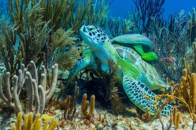 Ab puerto morelos startet deine kleine katamaran-tour mit geführtem schnorcheln am riff, leichtem mittagessen, offener bar und zertifiziertem meeresführer inklusive.