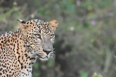 Experience a real yala national park leopard safari. early hotel pickup, front-of-line entry, jeep tour, and wildlife spotting included. book now.