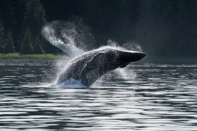 Disfruta un tour en grupo pequeño para ver ballenas cerca de icy strait point, alaska. navega desde hoonah con guía local, avista jorobadas, focas y más, con traslado fácil incluido.