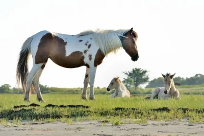 Watch wild ponies roam assateague, spot eagles and dolphins, and hear island stories on a relaxed small group boat tour from chincoteague. binoculars included.