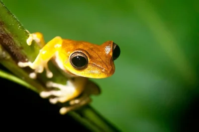 Experience wildlife, clay licks, and lake sandoval on a 3-day tambopata jungle tour with amazon garden lodge. includes guided hikes, monkey island, and more.
