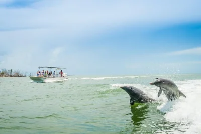 Marco island, 10 000 islands, balade en bateau avec guide local, observation garantie des dauphins, histoires dans les mangroves, eau en bouteille incluse. réservez vite.
