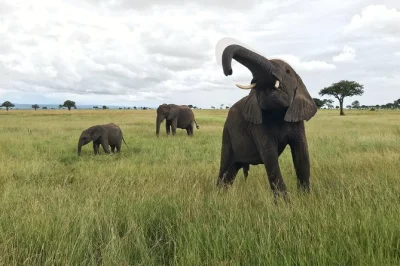 Parti per un safari di 3 giorni al parco nazionale di mikumi da dar es salaam. ammira elefanti, leoni, ippopotami e altro con safari guidati e consigli locali.