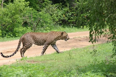 Feel the early morning wild in yala, track leopards with a local guide, and share fresh fruit breakfast and lunch in the park. includes safari jeep and pickup.