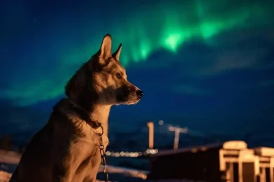 Erlebe die arktische nacht bei tromsø mit huskys, einem traditionellen abendessen am lagerfeuer und echten chancen, die nordlichter zu sehen. inklusive abholung und warmer kleidung.