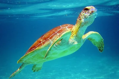 Découvrez cancun autrement : nagez avec des tortues marines dans une baie paisible, explorez un cénote sacré et profitez d’un transfert hôtel avec guide certifié.