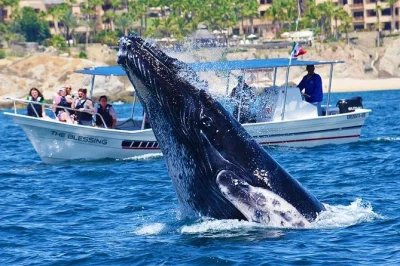 Vivi l’emozione di avvistare balene a cabo san lucas con un biologo marino, barca in piccolo gruppo e foto gratuite incluse. avvistamento balene garantito.