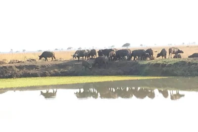 Parti da zanzibar per un safari di un giorno a mikumi. incontra leoni, elefanti, giraffe e oltre 300 specie di uccelli. trasporto privato, voli e pranzo inclusi.