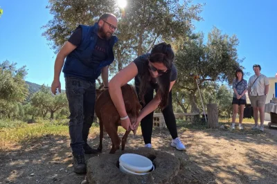 Explore o interior de creta em um safari de jeep com ordenha de cabras, degustação de queijo, aula prática de culinária e cerâmica, almoço e transporte do hotel incluídos.