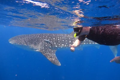 Nuota con gli squali balena vicino a cancun, playa del carmen e tulum. include attrezzatura per snorkeling, pranzo a base di ceviche a playa norte e trasferimenti andata e ritorno. prenota ora.