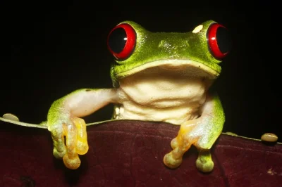 Scopri la foresta pluviale di drake bay dopo il tramonto con tracie, l’esperta di insetti. incontra pipistrelli, rane e altri animali in un’escursione guidata con attrezzature hi-tech e pick-up or