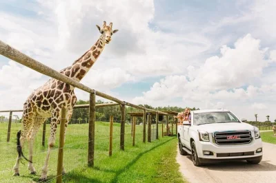 Vivi l’emozione di un safari in auto vicino a orlando, incontrando zebre, bisonti e giraffe. include ingresso a gator park e la possibilità di dare da mangiare alle giraffe a mano.