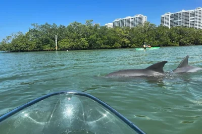 Découvrez naples en kayak transparent à travers les mangroves, observez dauphins et lamantins avec un guide local. tout l’équipement et sacs étanches inclus.