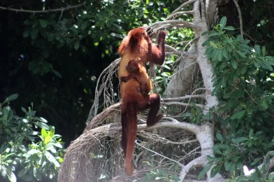 Partez tôt de cartagena pour une vraie randonnée en forêt sèche tropicale — observez les tamarins à tête blanche, goûtez la cuisine locale et marchez avec des guides experts en oiseaux. trans