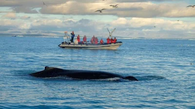 Parti da reykjavik su un rib in piccolo gruppo, avvista balene, delfini e pulcinelle di mare da vicino con guida biologa marina e tutta l’attrezzatura di sicurezza.