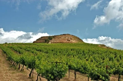 Creta, ulivo millenario e cantina familiare: assaggia vini locali, olio appena spremuto e goditi un pranzo tipico con guida e trasporto inclusi.