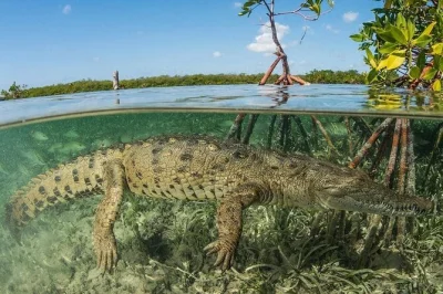 Esplora in barca le mangrovie di tamarindo, avvista coccodrilli e scimmie, e ascolta storie locali con una guida naturalista. include trasporto, acqua e frutta fresca.