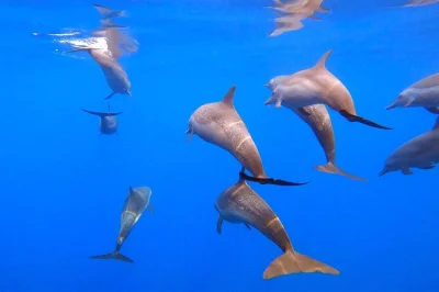 Feel the thrill of seeing dolphins, turtles & whales near huatulco, guided by marine biologists. small groups, snorkeling reefs, includes snacks & research support.
