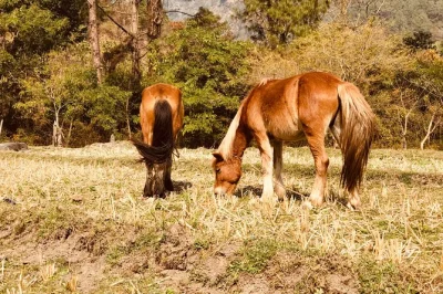 Private 17-day bhutan birdwatching and nature tour. explore rare birds, national parks, village life, tiger's nest hike, and local culture with expert guides.