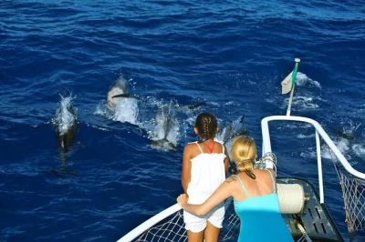 Feel the thrill of whale & dolphin watching in dominica’s wild waters, listen to whale songs, sip local rum punch, and enjoy hotel pickup for a seamless day.
