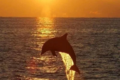 Feel the salt air on a hilton head sunset dolphin cruise, with guaranteed wild dolphin sightings, local narration, and daily departures from harbour town lighthouse.