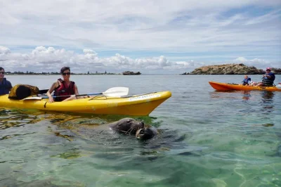Escursione in kayak tra la fauna marina nel shoalwater islands marine park. remate vicino a leoni marini, delfini e scegliete tra penguin island o point peron. pranzo e guida inclusi.