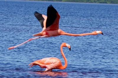 Erlebe wilde flamingos, erkunde celestúns mangroven per boot und entspanne am ruhigen strandclub an der yucatán-küste – mit zweisprachigem guide und hin- und rückfahrt.
