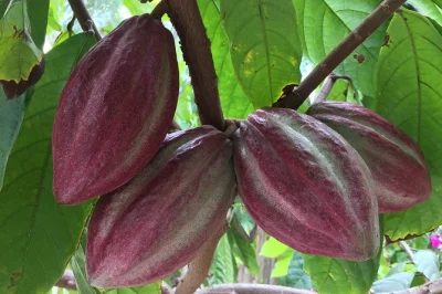 Puerto vallarta, cacao e cioccolato artigianale: scopri il profumo del cacao tostato, assaggia bevande antiche e crea il tuo cioccolato con i contadini locali. include degustazione di biscotti e bevan