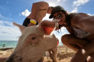 Swim with pigs at pig beach, snorkel vibrant reefs, and meet turtles near nassau. includes hotel pickup, conch tasting lunch, drinks, and a local guide.
