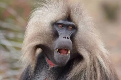 Feel the mist at portuguese bridge, taste ethiopian lunch, spot gelada baboons & explore debre libanos monastery on a day trip from addis ababa with guide & pickup.