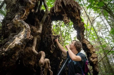 Découvrez la dernière forêt ancienne de stanley park avec colin spratt, admirez le plus grand érable du canada et des cèdres vieux de 1000 ans, entre balade et histoires locales.
