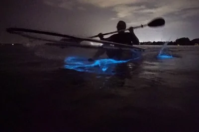 Découvrez la magie de la bioluminescence à cocoa beach en kayak transparent. matériel inclus, petit groupe et guide local expert pour une aventure sécurisée et inoubliable.