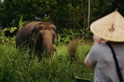 Watch elephants roam free in koh samui’s jungle, help with bathing, hear their stories from local guides, and enjoy a vegetarian lunch. includes hotel pickup.
