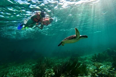 Explore os recifes de puerto morelos com guia local e equipamento de snorkel de qualidade. mergulhe em duas áreas marinhas únicas e volte para a praia com o cabelo cheio de sal.
