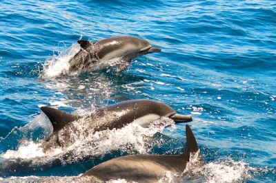 Feel the ocean air on a dolphin watching boat tour from lagos, guided by local experts. includes all fees, safety gear, and runs daily—easy booking for families.