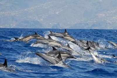 Madeira, calheta: emozionante tour in rib per avvistare balene e delfini selvatici. guida locale dal vivo, equipaggio esperto e incontri ravvicinati in mare aperto.