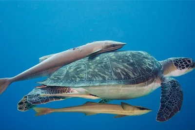 Swim roatan’s vibrant reef on a 5-dive package with all gear included. guided by locals, enjoy warm waters, small groups & easy booking for certified divers.