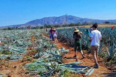 Feel the spirit of tequila, jalisco on a guided day trip with unlimited tastings, artisan distillery visits, and local flavors—all with drinks included and easy pickup.