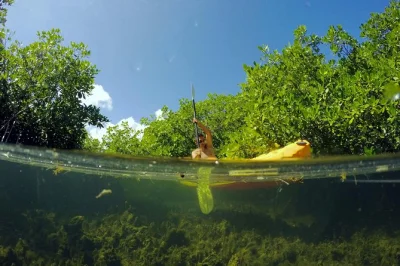 Feel the calm of beef island’s mangrove lagoon on a small-group kayak or sup tour, guided by locals. includes equipment and stories from the bvi’s wild side.