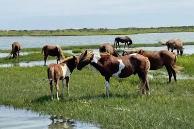 Feel the salt air on an assateague island cruise, watch wild ponies roam, spot coastal birds, and hear local stories from your captain. includes boat ride.