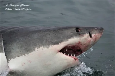 Siente la emoción de bucear en jaula con tiburones blancos en gansbaai, acompañado por guías locales. incluye equipo, desayuno, almuerzo ligero y duchas calientes al regresar.
