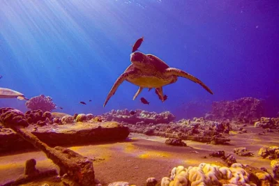 Slip into south maui’s clear waters for a guided shore dive in wailea or makena, spotting turtles and rays with a local guide. all gear, snacks, and photos included.