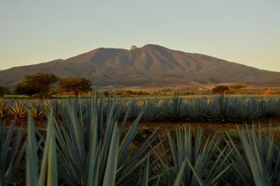 Scopri i campi di agave, guarda i jimadores al lavoro, assaggia il tequila nella distilleria più antica dell’america latina e passeggia per le vie storiche di tequila, con pick-up in hotel incluso.