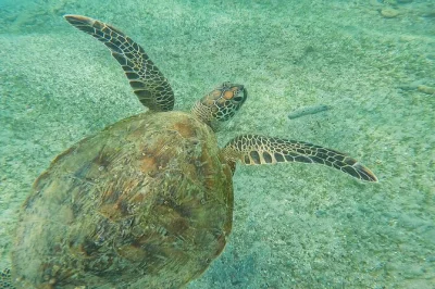 Swim with turtles in mirissa, spot coral & colorful fish, and get underwater photos. includes guide and all gear—no boat ride needed for this sea adventure.