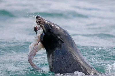 Feel the sea air on a small group dunedin wildlife cruise—spot albatross, seals, and shipwrecks with a local skipper. includes binoculars, heated cabin, and commentary.